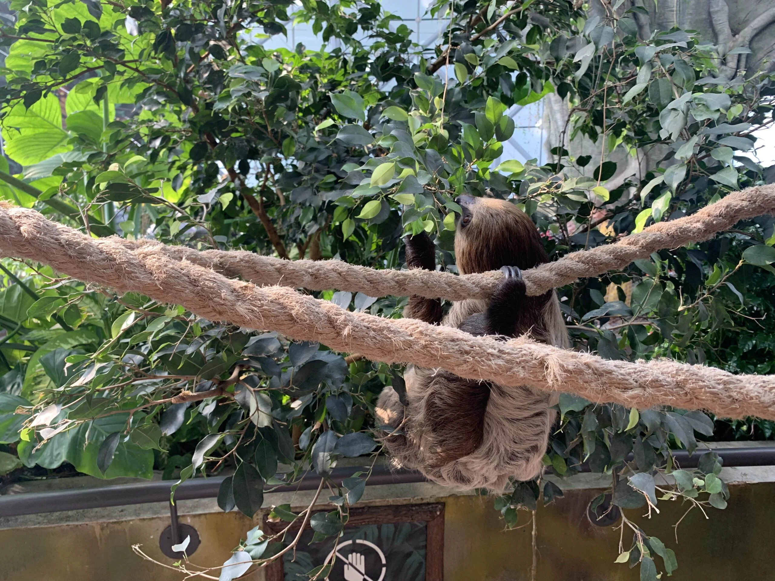 Sloth At The Green Planet Dubai
