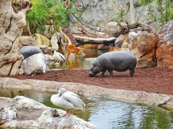 Top List Of Must-Visit Zoos In The UAE 2024