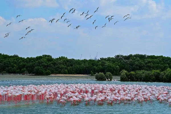 Ras Al Khor Wildlife Sanctuary - Zoo Dubai