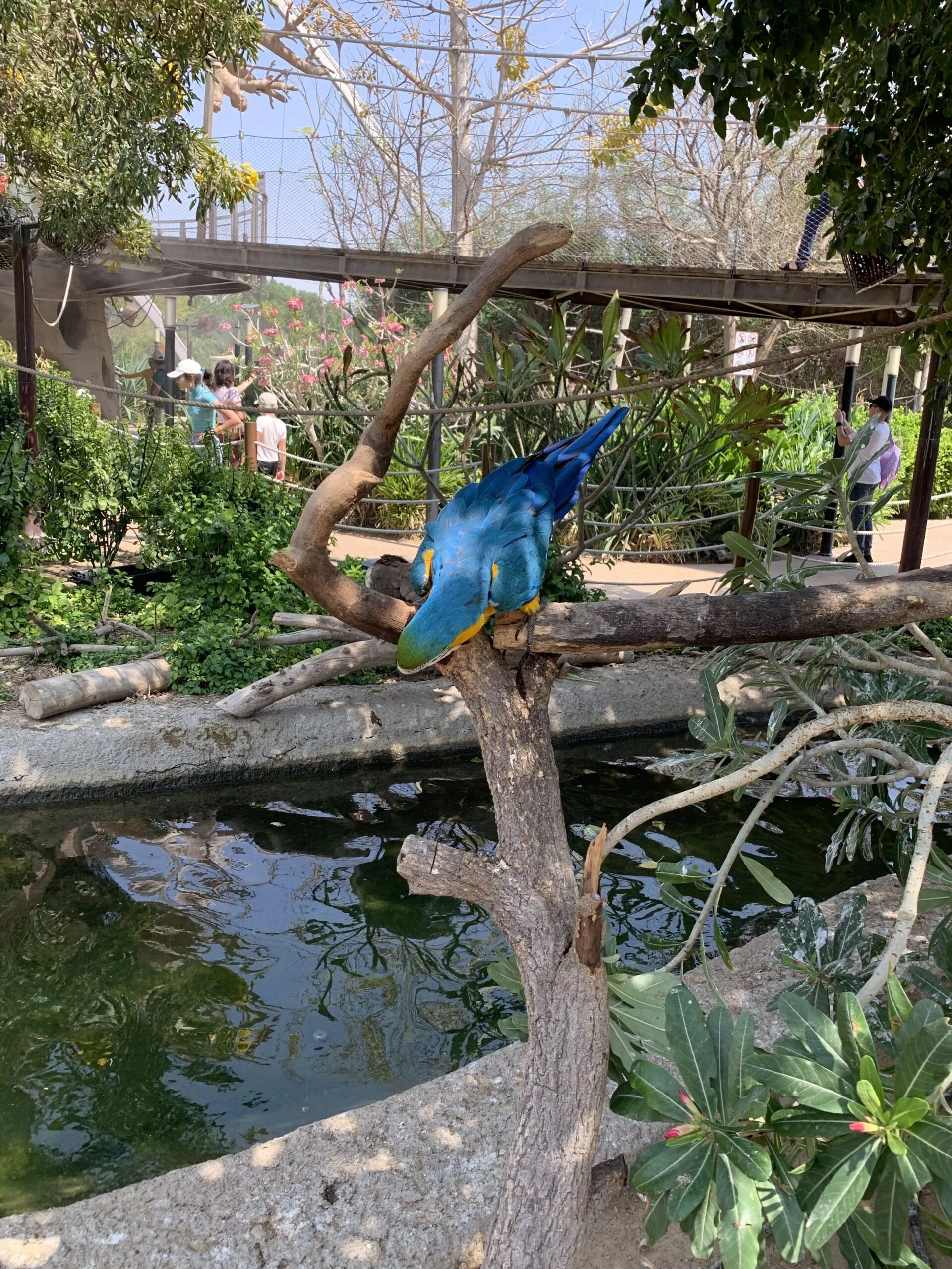 Grand Aviary at African Village
