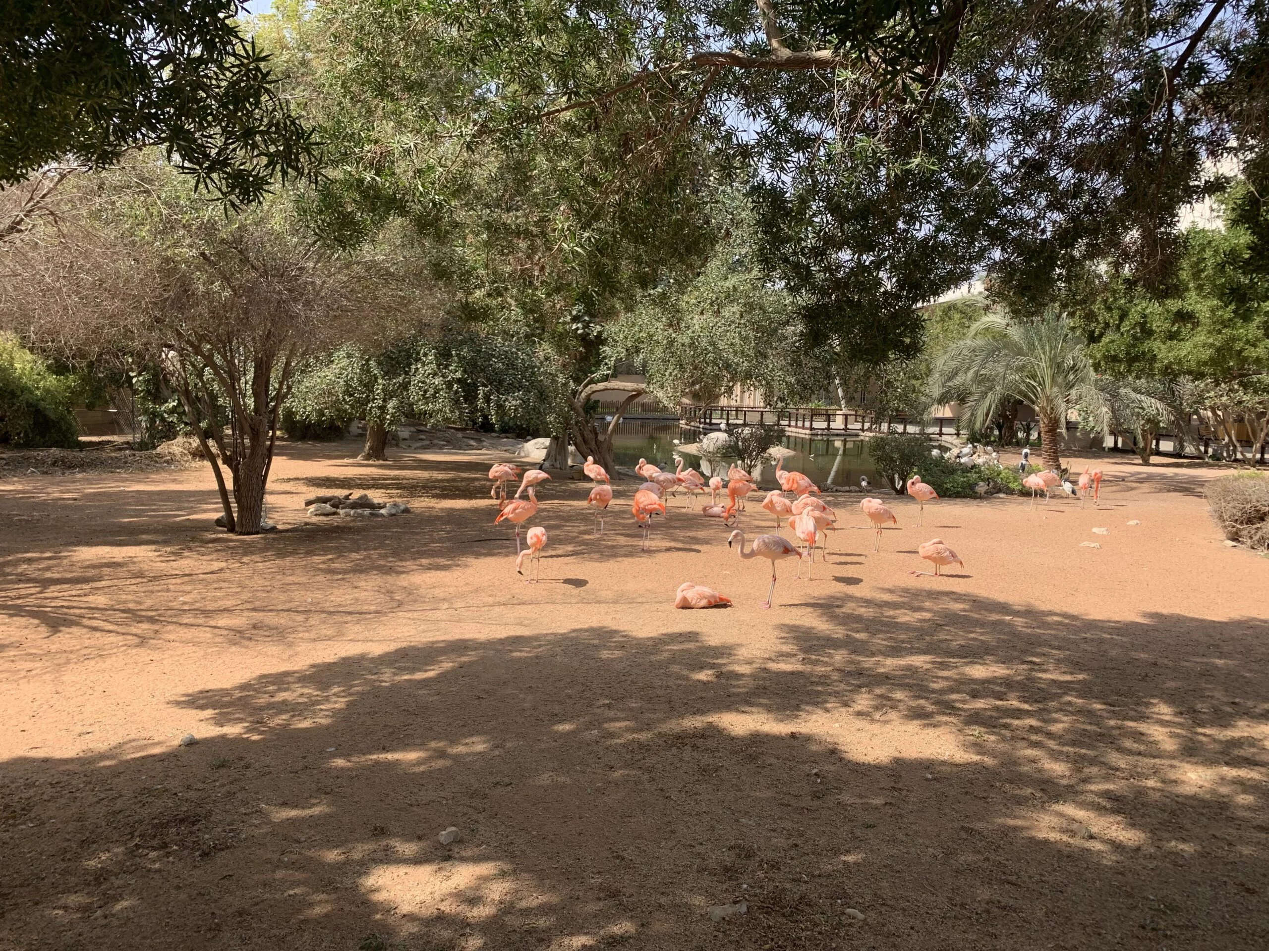 Flamingos - Al Ain Zoo