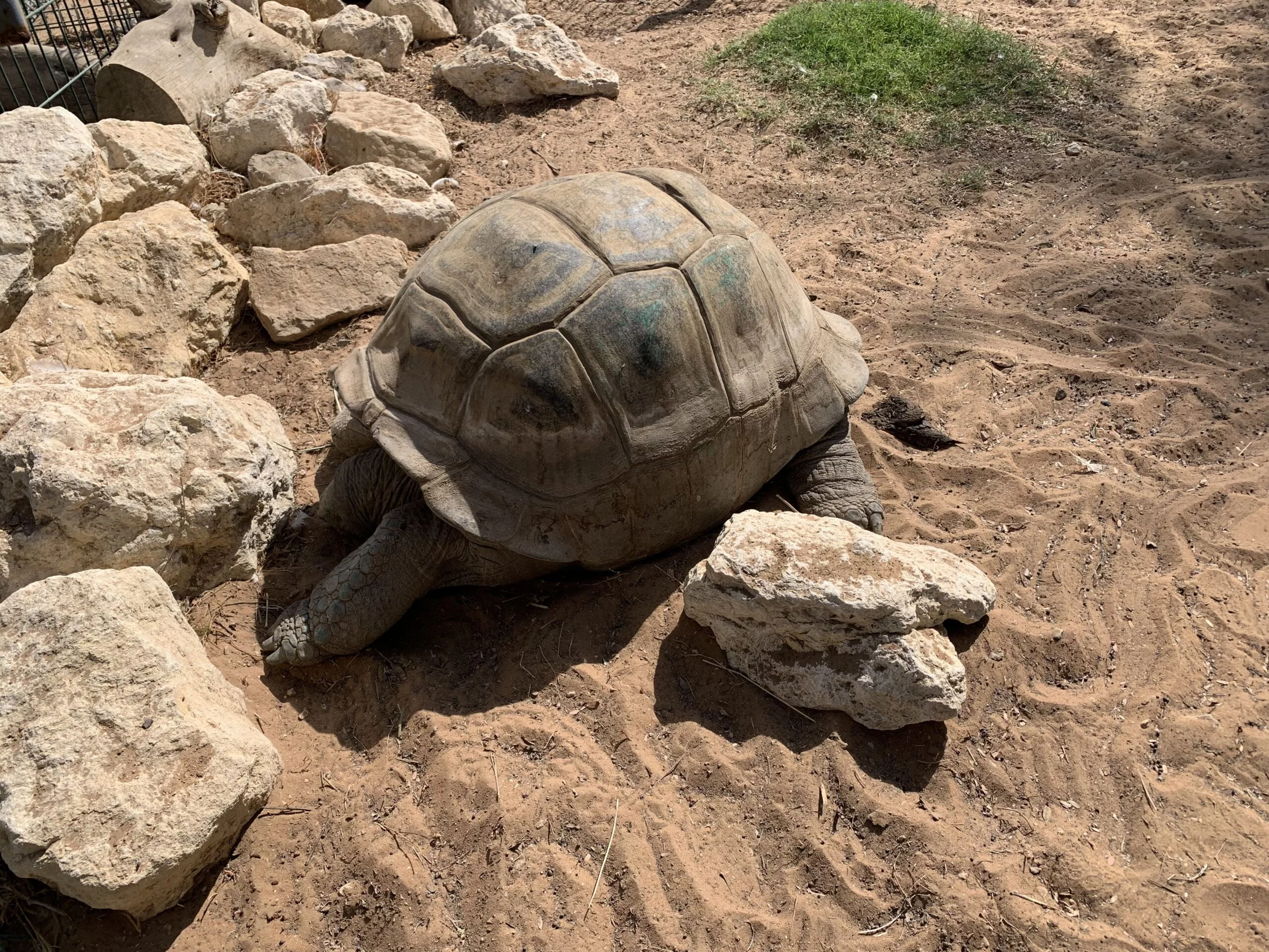 Giant Turtle - AL Ain Zoo