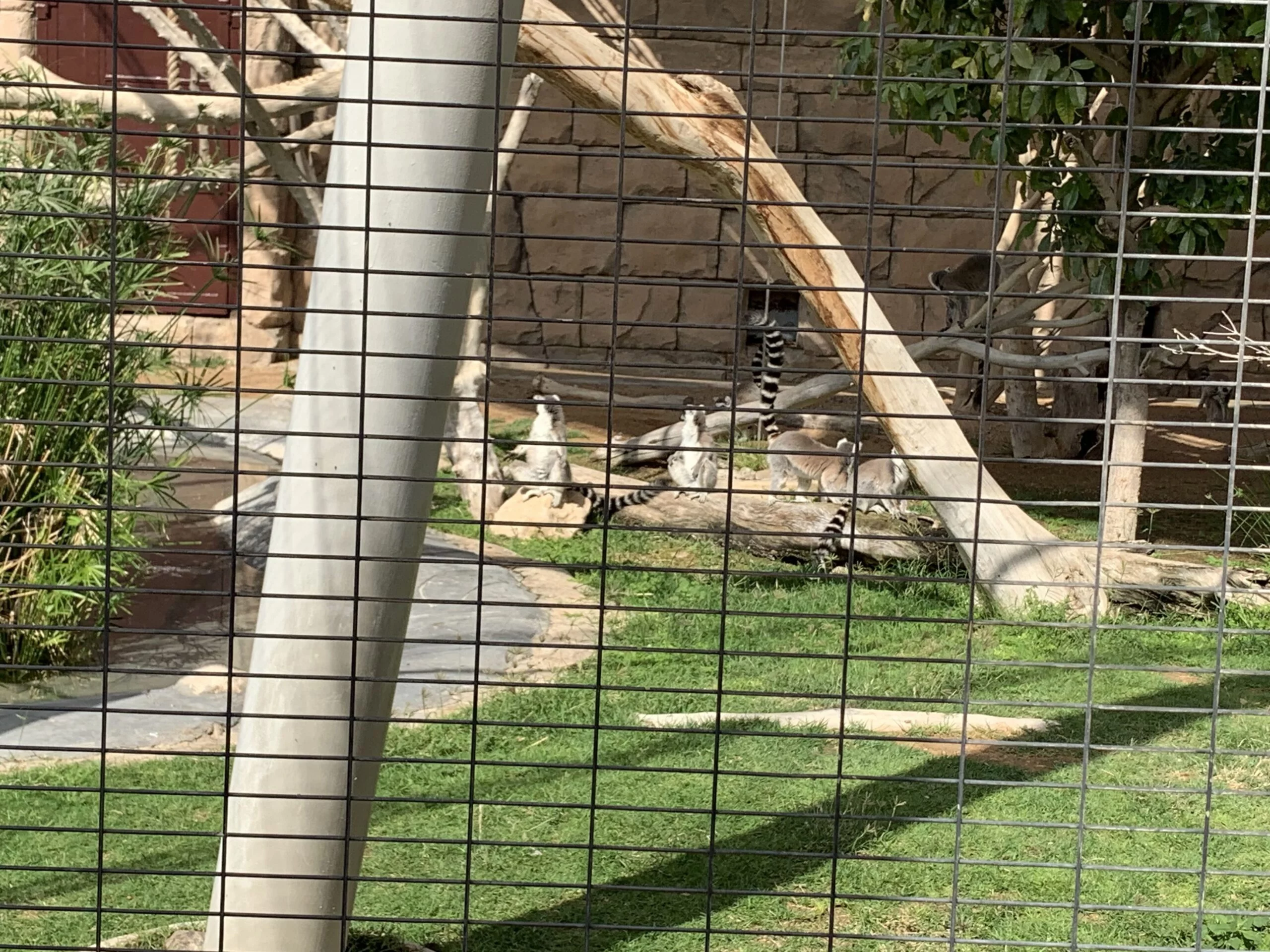 Lemur - Al Ain Zoo